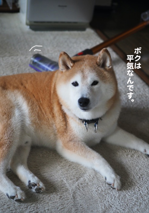 11日夕ブログ３