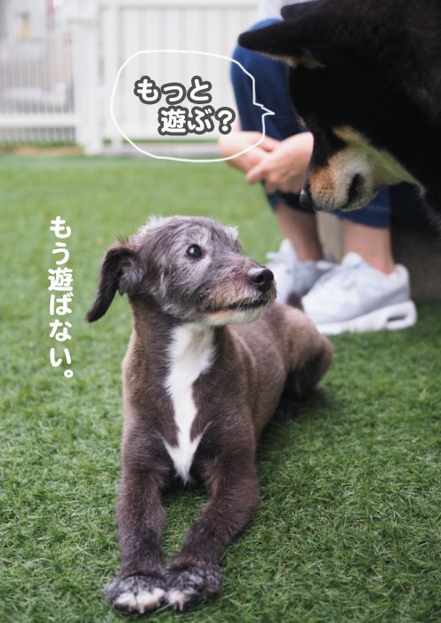 6日夕ブログ７