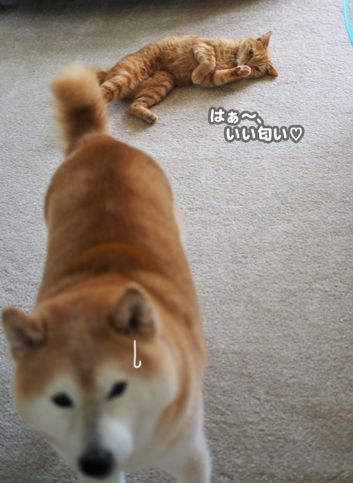 13日夕ブログ5