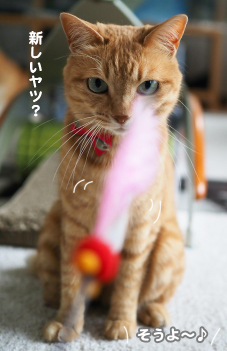26日夕ブログ３