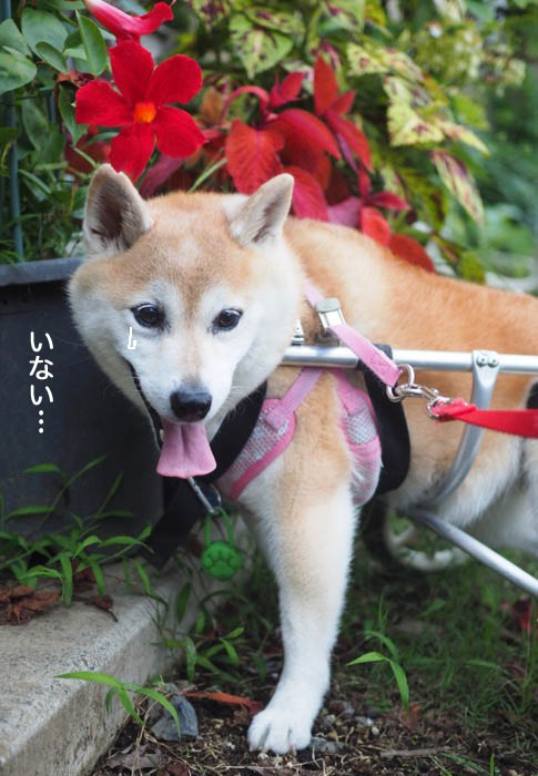 13日夕ブログ５