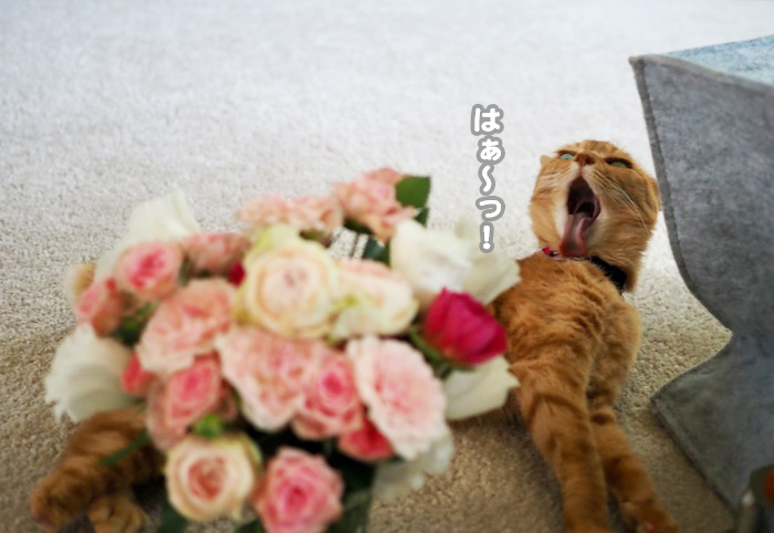 10日夕ブログ３