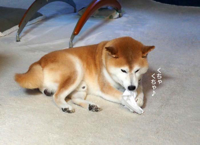 10日夕ブログ７