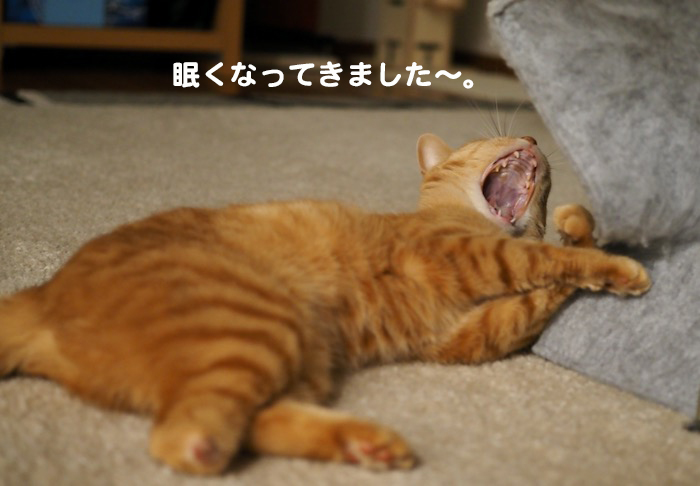 27日夕ブログ3