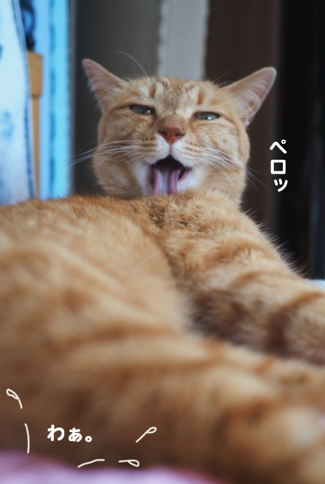 13日夕ブログ４