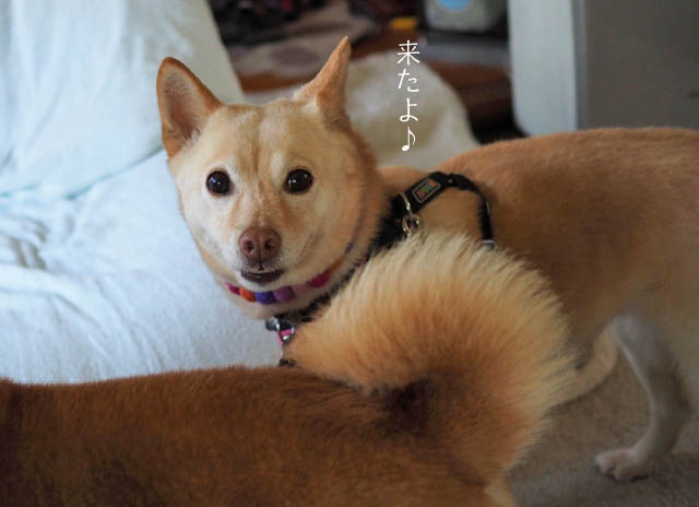 11日ブログ８