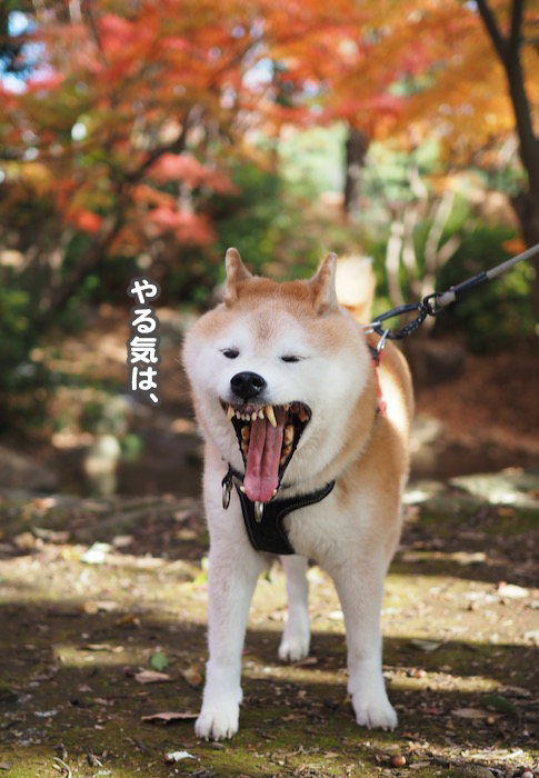 5日夕ブログ４