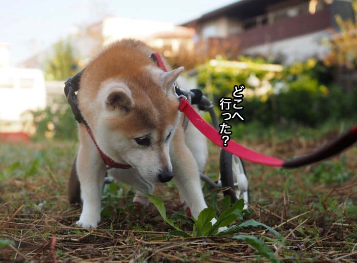 24日夕ブログ３
