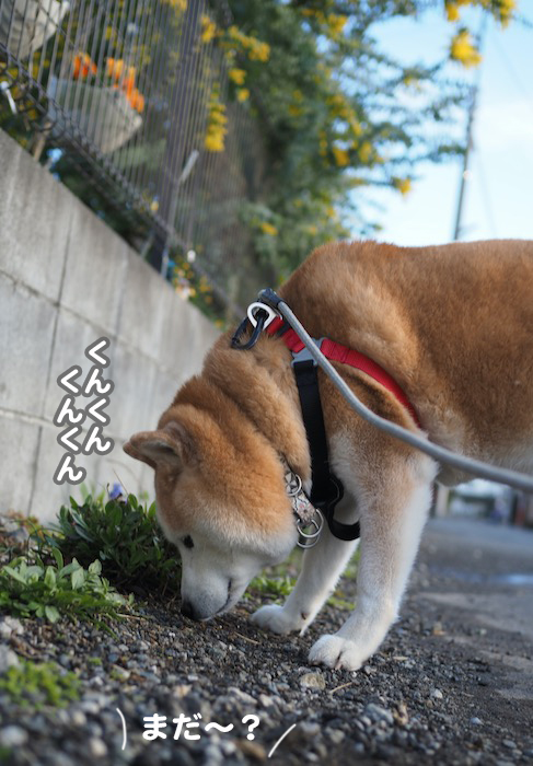 21日夕ブログ2