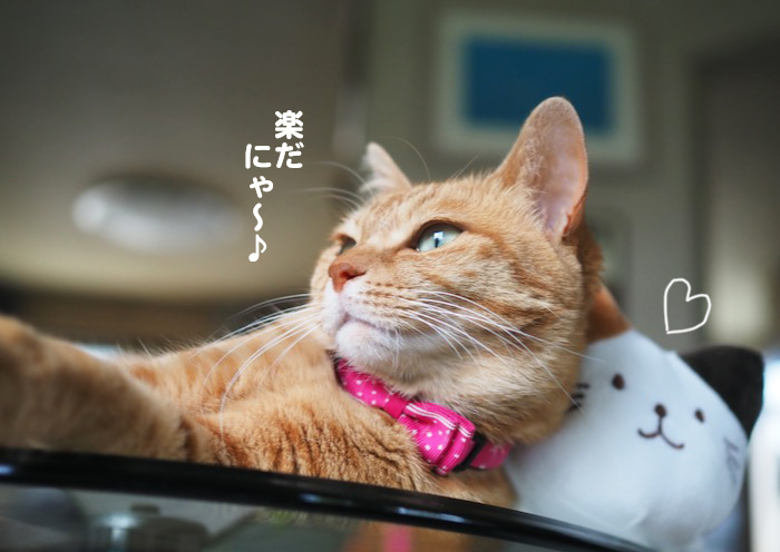 7日夕ブログ９