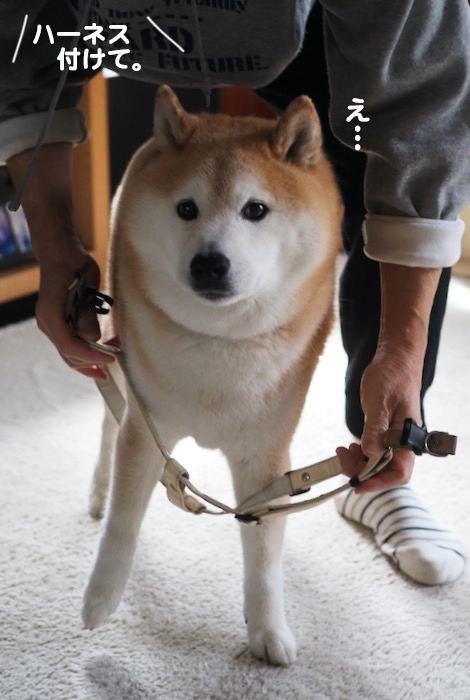 20日夕ブログ２