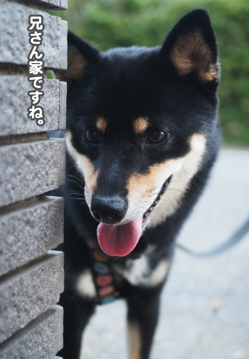 29日夕ブログ９
