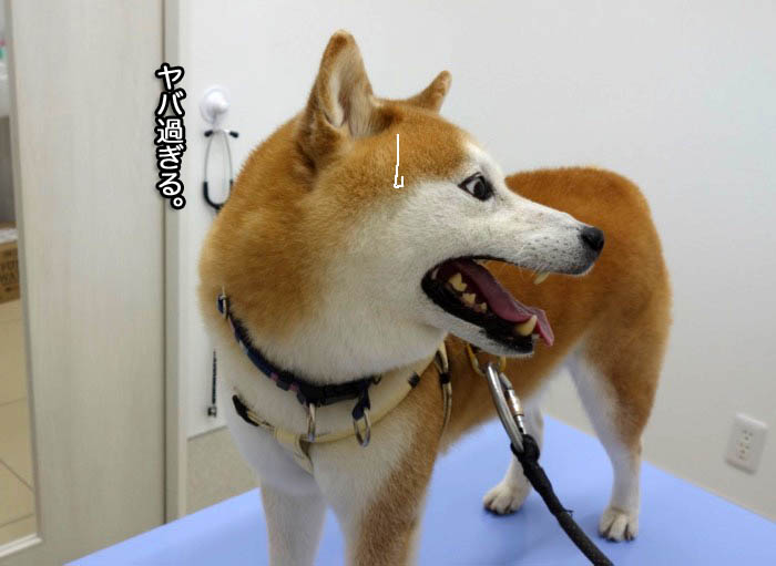 17日夜ブログ４