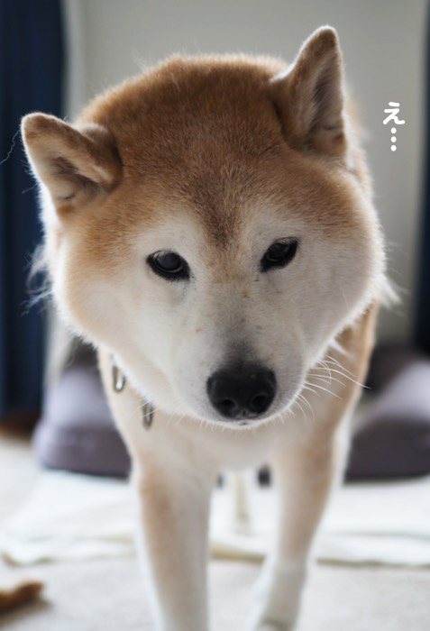 7日夕ブログ4