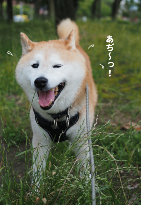 29日夕ブログ６