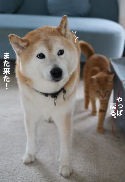 11日夕ブログ１１