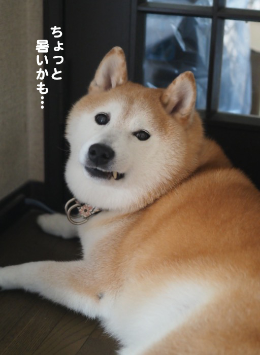 11日ブログ２