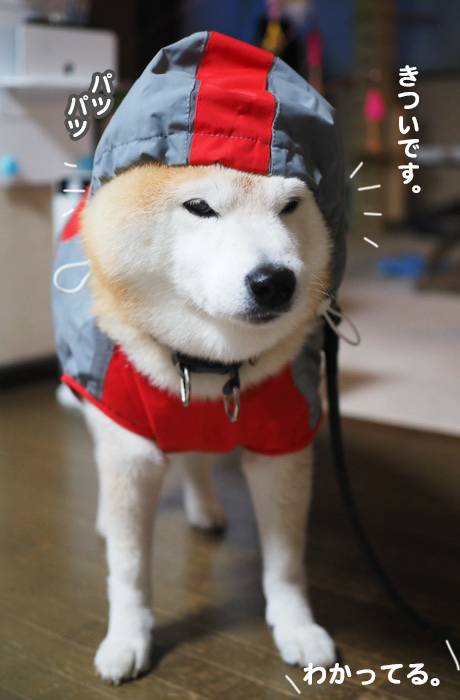 26日夜ブログ３