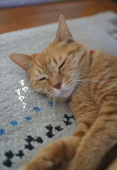 6日夕ブログ２