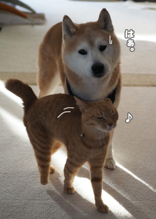 20日夕ブログ４