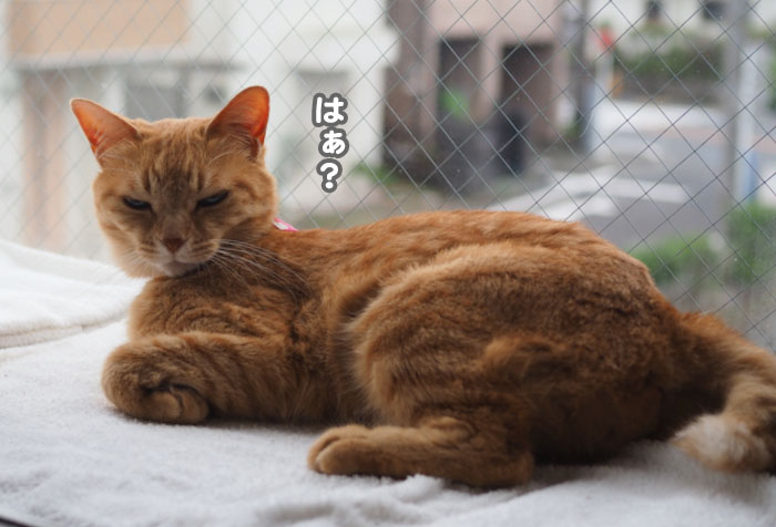 11日夕ブログ５