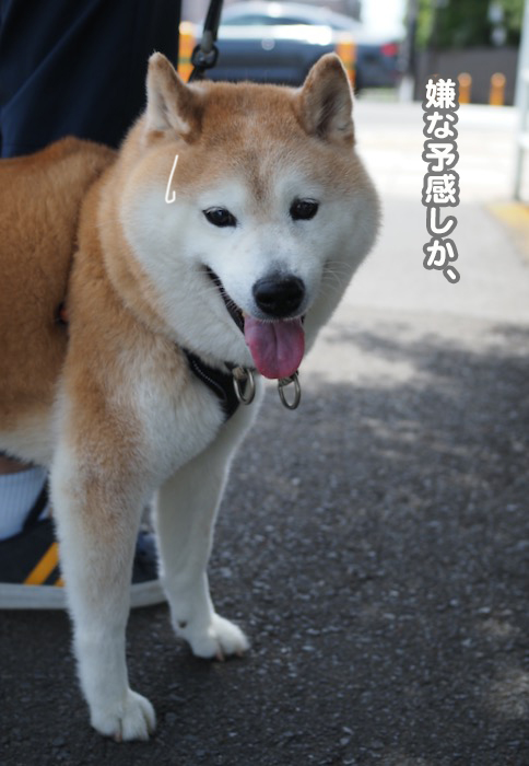 16日夕ブログ4