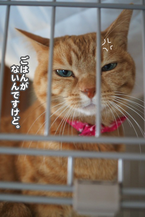 9日夕ブログ８