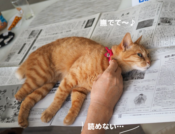 30日ブログ２