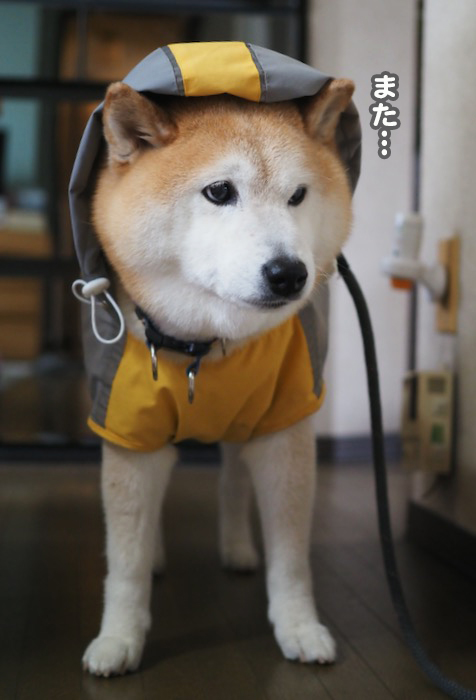 15日ブログ２
