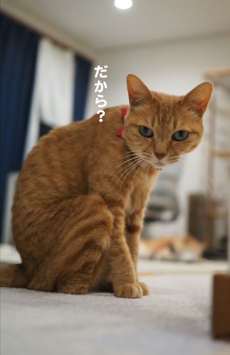 18日の夕ブログ8