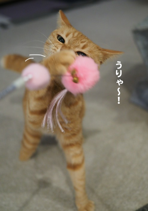 25日夕ブログ５