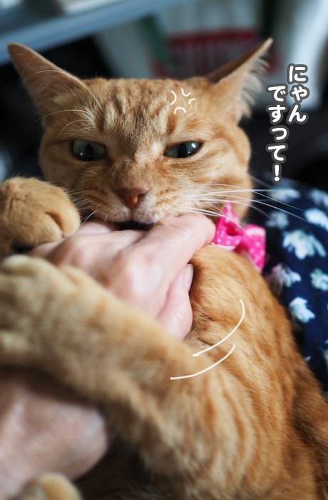27日夕ブログ６