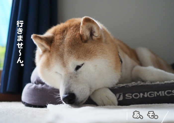 30日夕ブログ４