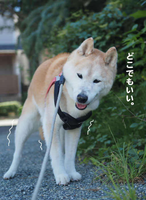 18日夕ブログ３)
