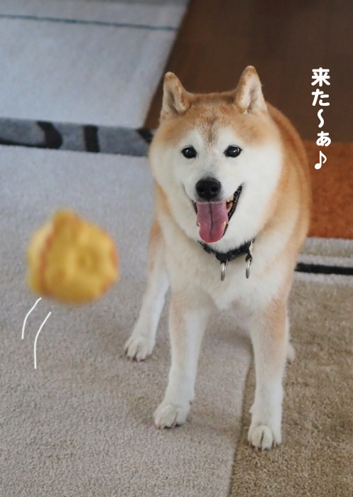 19日夕ブログ８