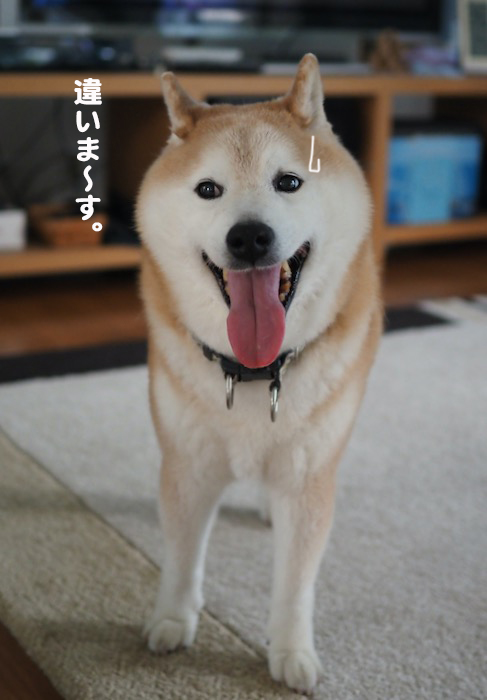 27日夕ブログ5