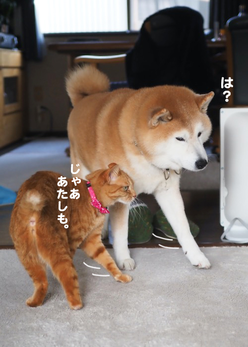 14日夕ブログ５