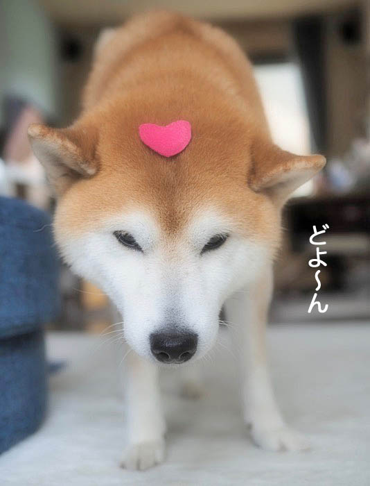 15日ブログ4
