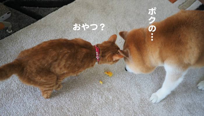 28日夕ブログ６