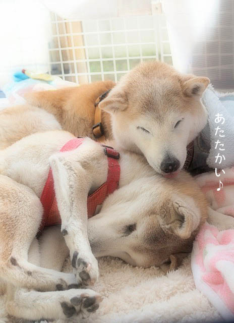 25日ブログ4