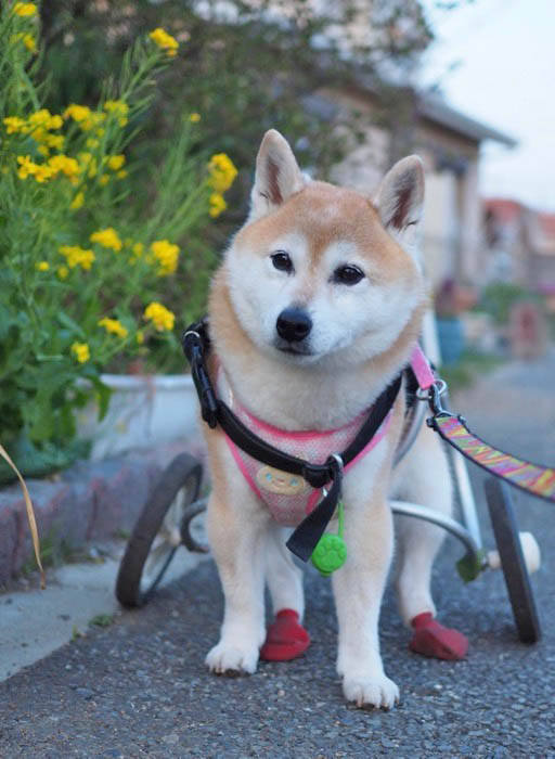 19日午後ブログ４