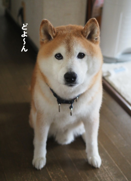 20日夕ブログ２