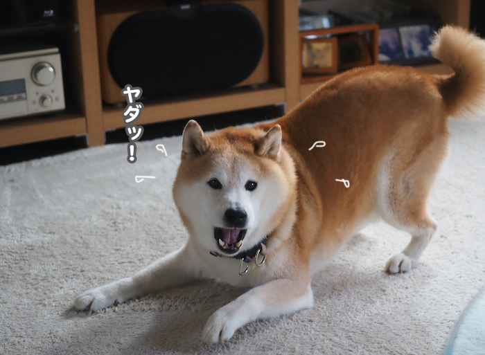 5日夕ブログ３
