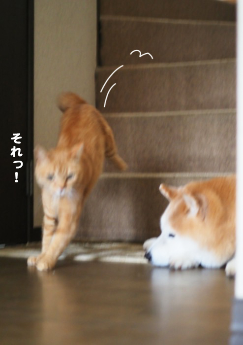 30日夕ブログ５