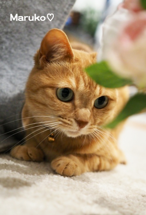 6日夕ブログ6