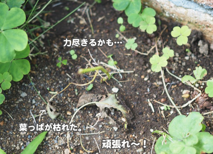 13日夕ブログ１５