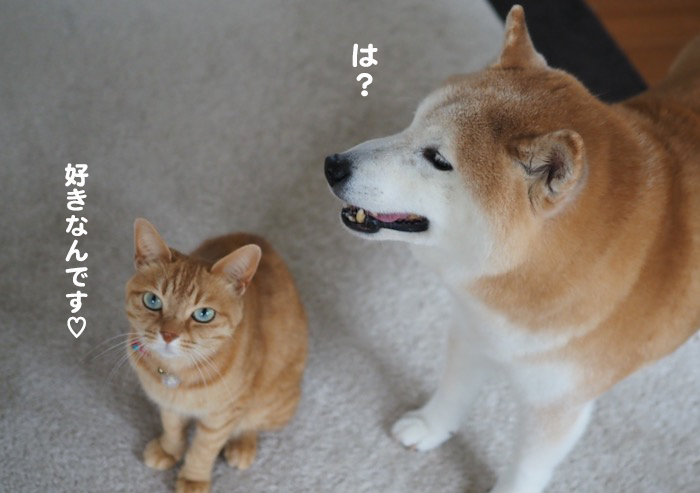 8日夕ブログ3