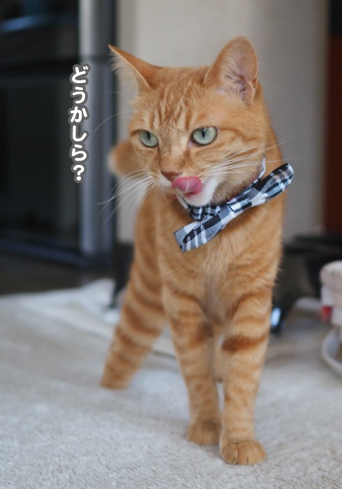 10日夕ブログ３