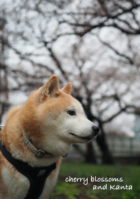 29日夕ブログ４