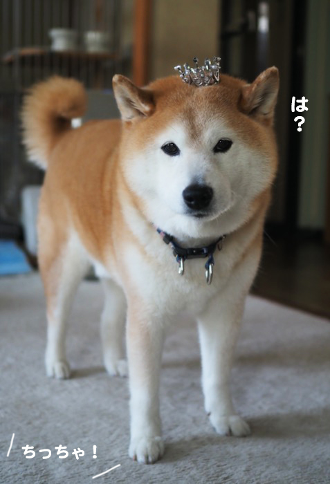 6日夕ブログ6
